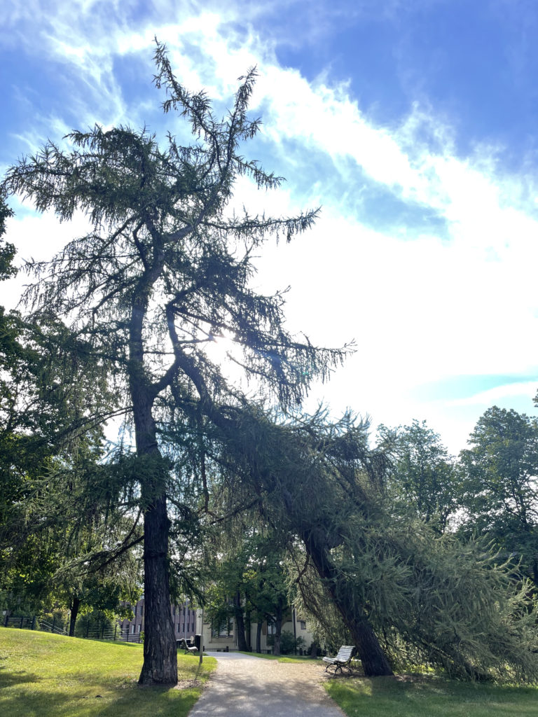 Photo of a large cedar tree in a park